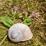 Ferienhaus Bionic Healing Village