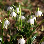 Bionic Healing Village Slovenska Bistrica